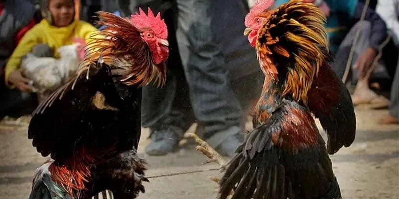 Bí quyết chơi luôn thắng