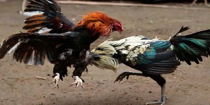 Điểm danh các yếu tố làm nên sự khác biệt của đá gà cựa dao
