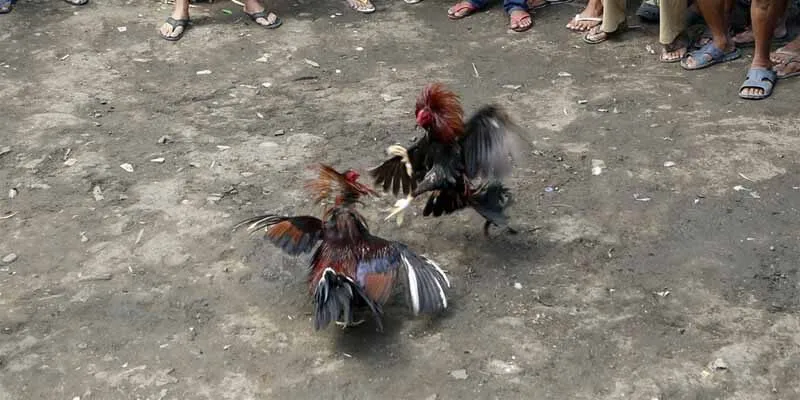Lợi ích nổi bật