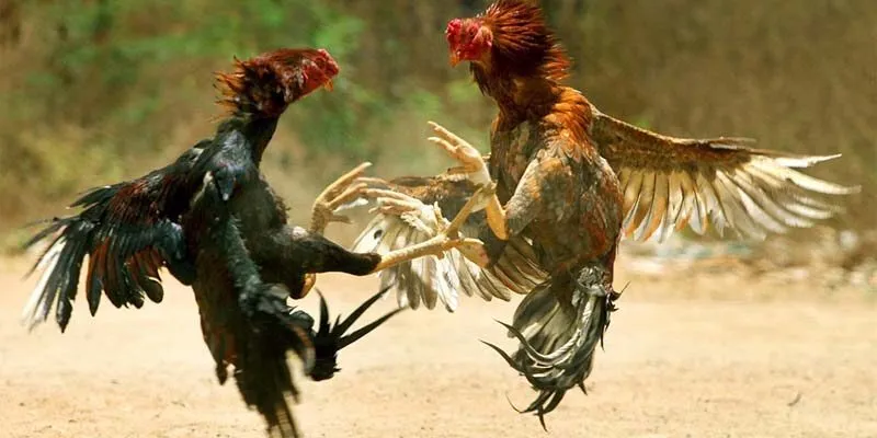 Luật đá gà cựa dao