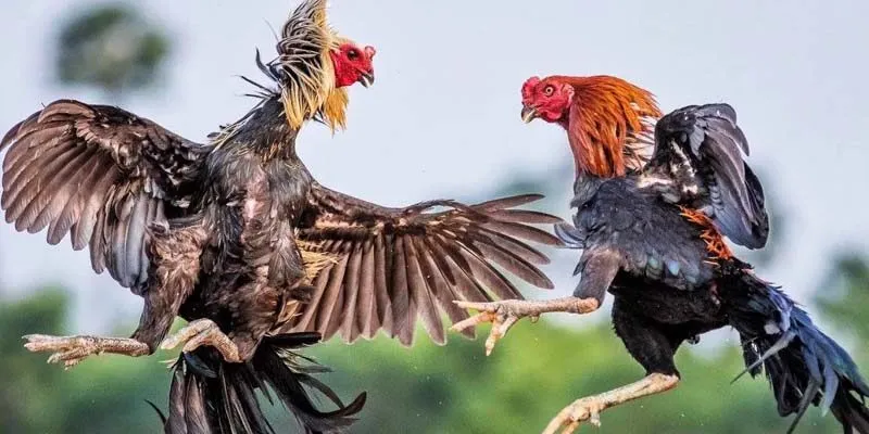 Luật thi đấu của đá gà miền Tây