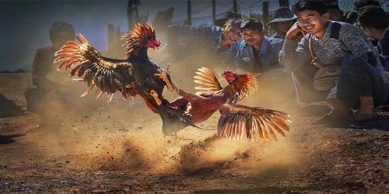 Lý do khiến đá gà cựa sắt được lòng giới đam mê