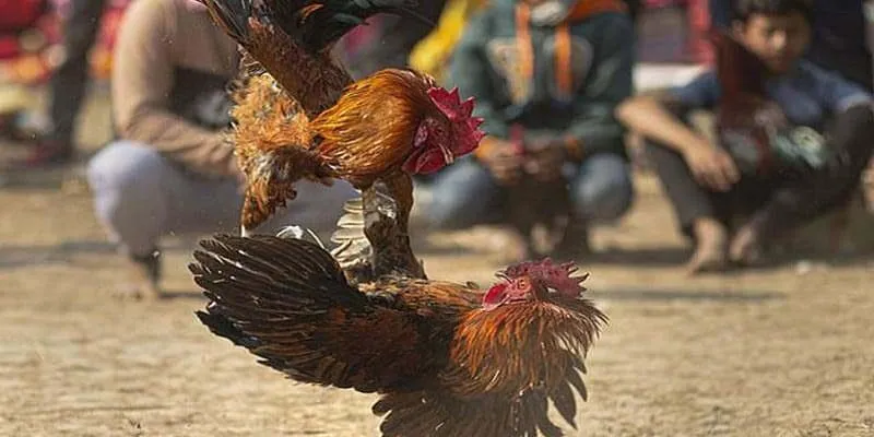 Những giống được chọn thường được dùng trong đá gà đòn