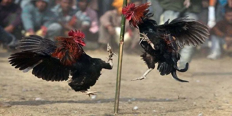 Quy tắc cơ bản khi tham gia đá gà đòn