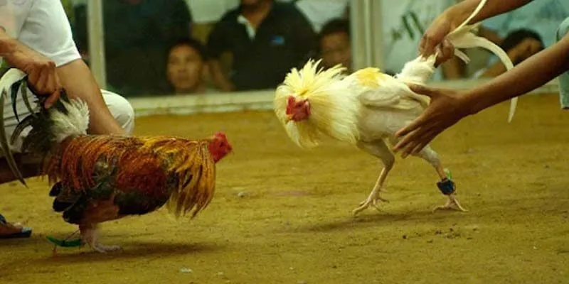 Top những giống gà "chiến thần" làm nên tên tuổi đá gà miền Tây